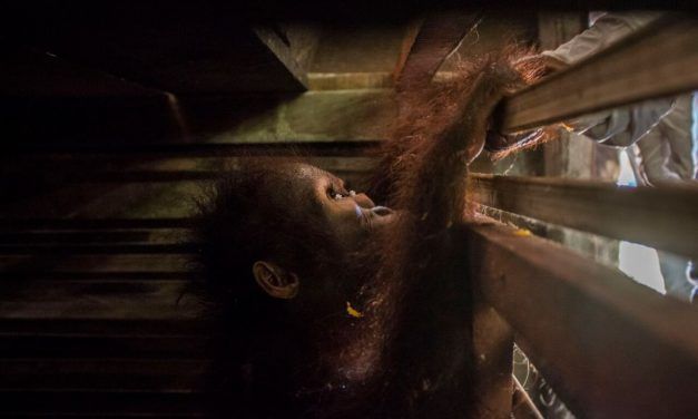 Tiny Baby Orangutan Rescued From Cruel Pet Trade