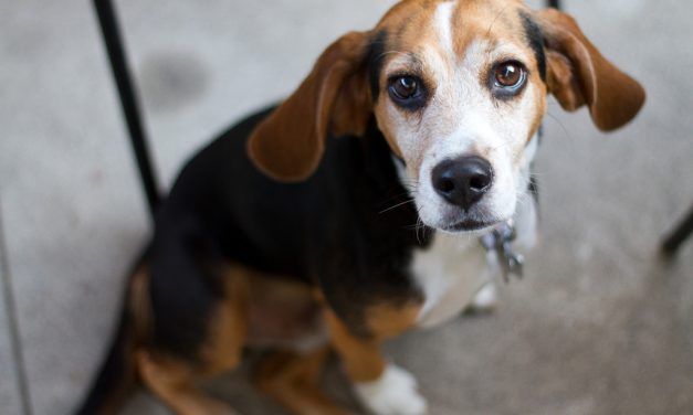US Enacts First-Ever Federal Policy for Adoption of Animals from Research Labs