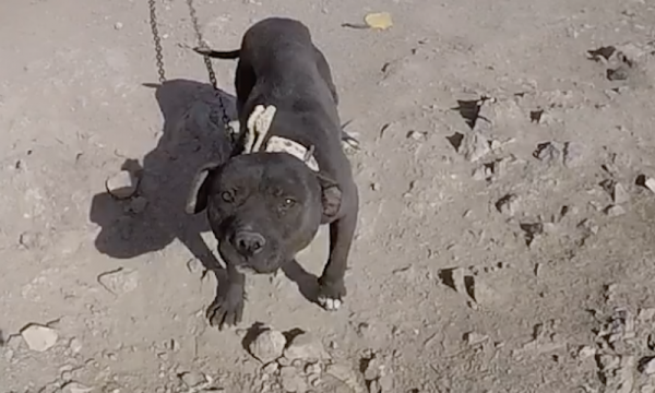 Photo of a sweet pitbull looking up at camera