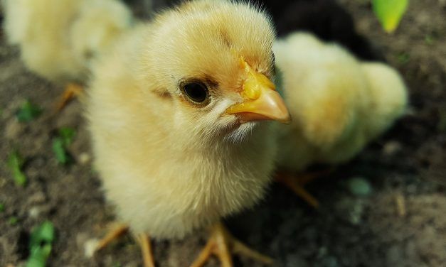 Book on The Fight to Change the Chicken Industry Picked Up by Major Publisher