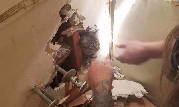 Kitten Trapped in Apartment Walls for 5 Days is Finally Safe