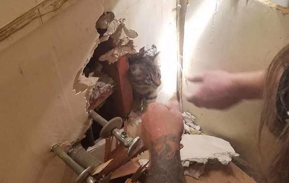 Kitten Trapped in Apartment Walls for 5 Days is Finally Safe
