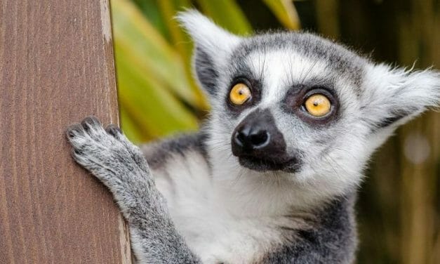 95% of Lemur Species are In Danger of Going Extinct