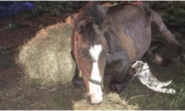 SIGN: Justice for Skeletal Horse Left to Starve to Death in the Mud