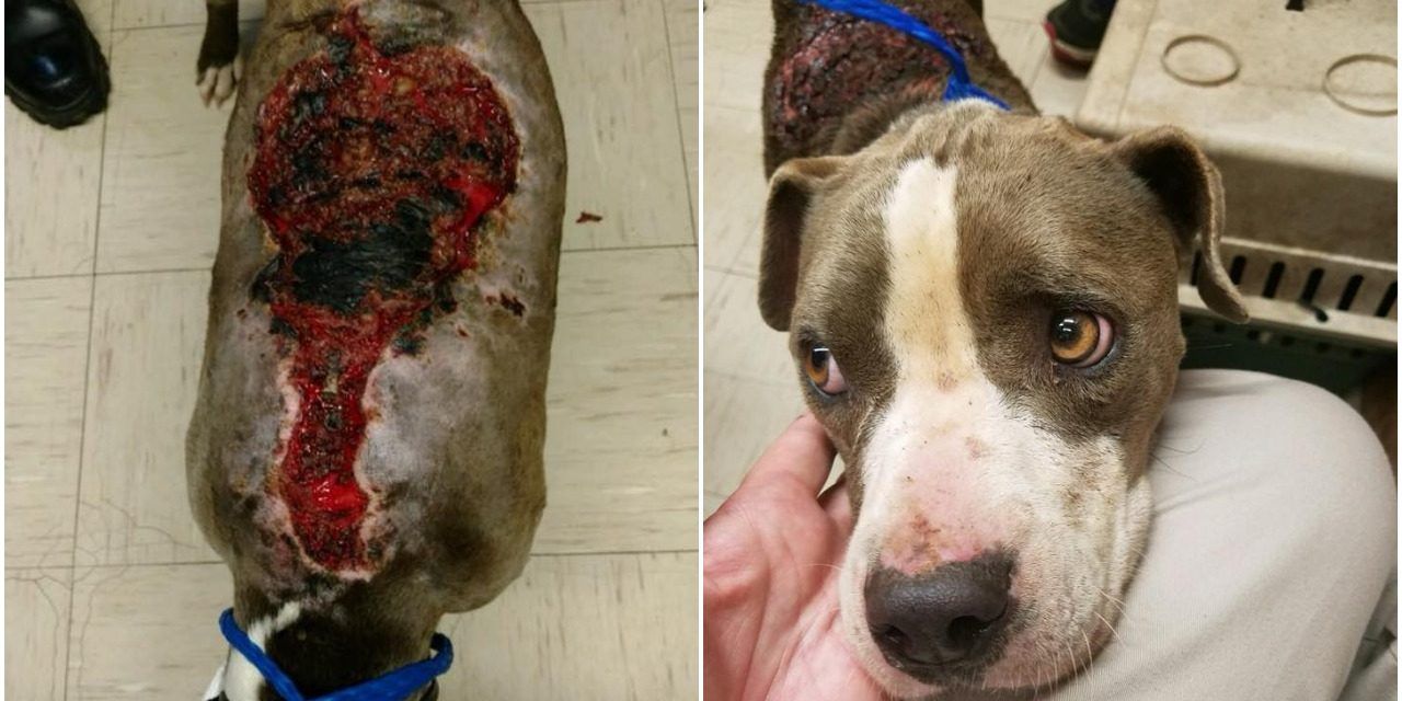 Dog suffering from gruesome burns dumped on the roadside