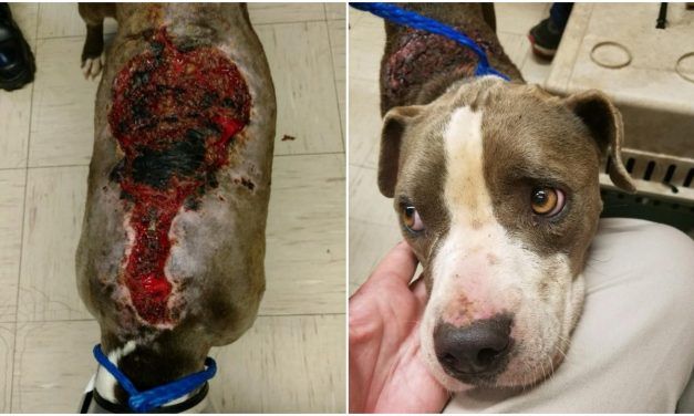SIGN: Justice for Dog Found Severely Burned in Cage by the Roadside