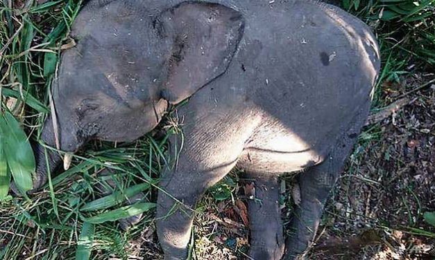 SIGN: Justice for Endangered Pygmy Elephant Shot Dead for Revenge