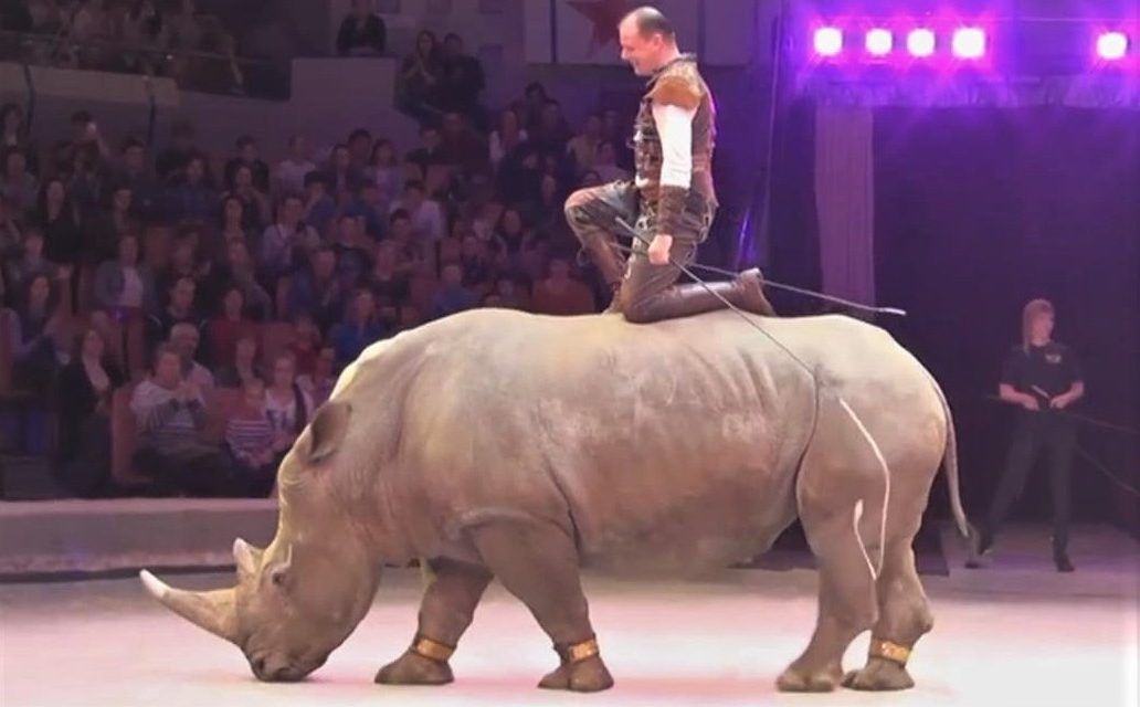 White rhino in Russian circus