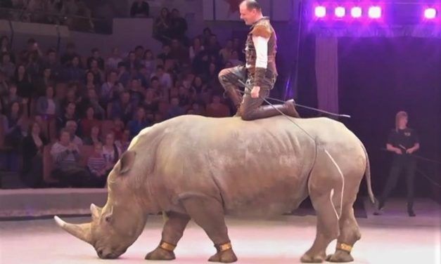 SIGN: Free Mafa the Endangered White Rhino from Circus Cruelty