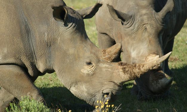 Rhino Task Force Convicts 365 Suspected Poachers in Just Six Months