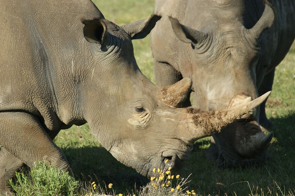 South African rhino