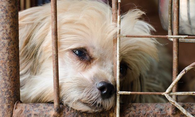 SIGN: Ban Slaughter of Dogs and Cats for Meat in the UK