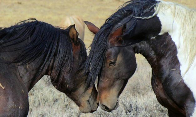 SIGN: Stop Gruesome Sterilization Experiments on America’s Wild Horses