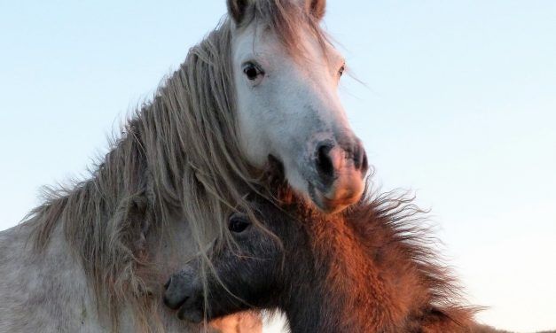 SIGN: Stop Horrifying Proposal to Slaughter Horses for Food!