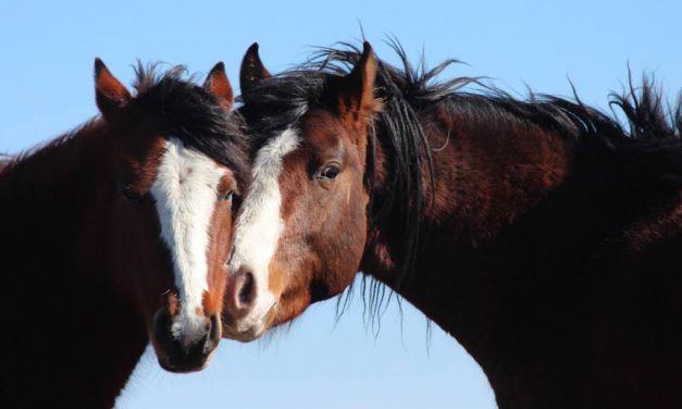 Group Sues The US Government to Stop Brutal Spay Experiments on Wild Horses