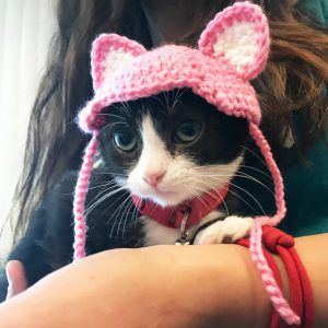 Cat with cute ear cap