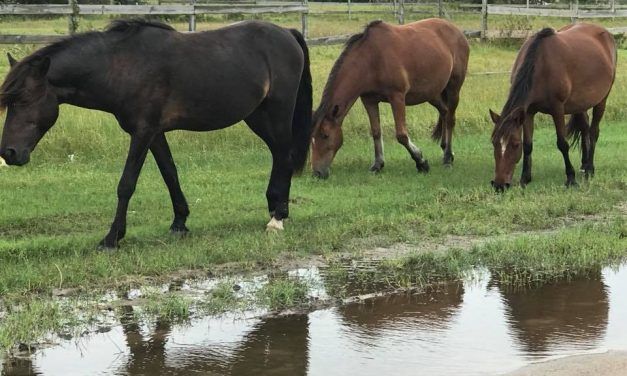 Resilient Wild Horses Survive Hurricane Florence