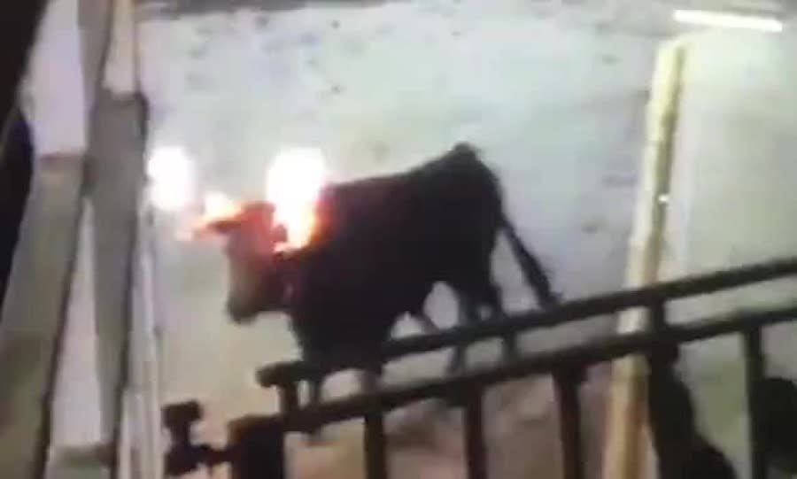bull with horns on fire