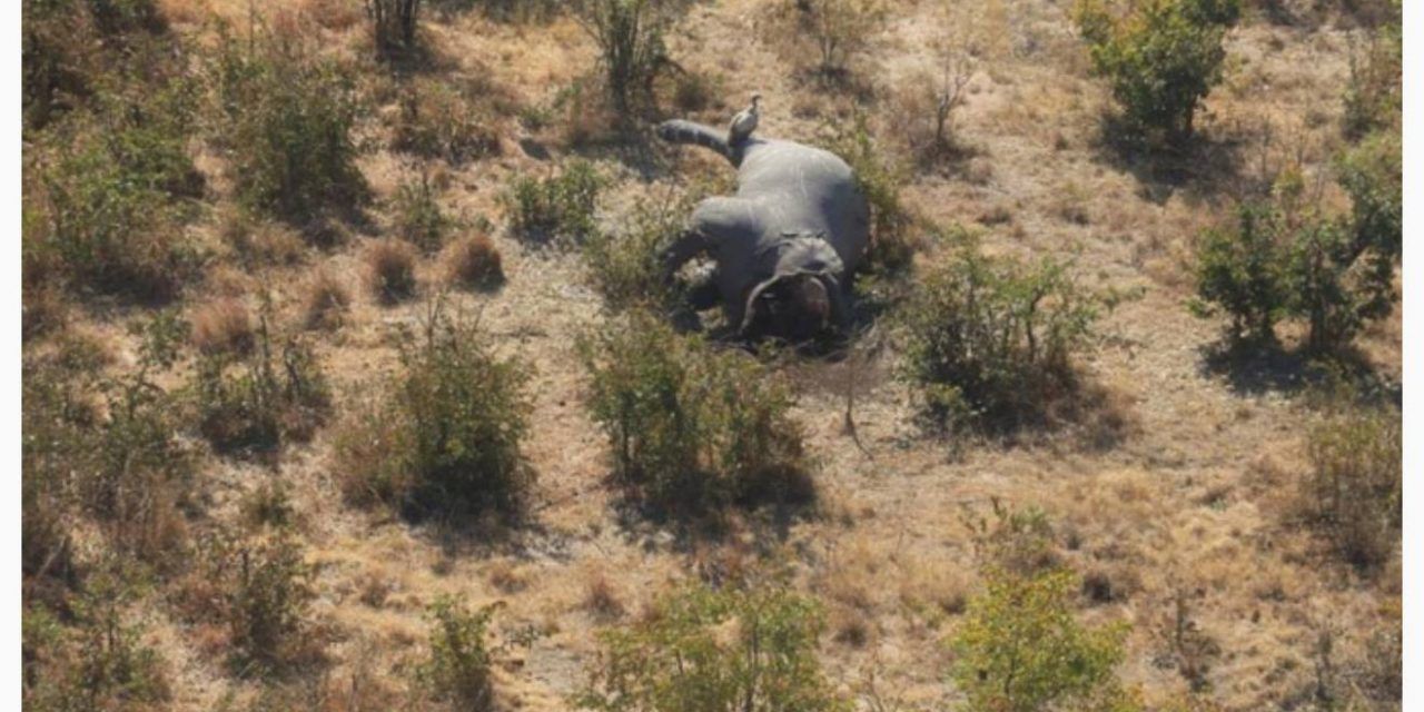 90 Elephant carcasses found in Botswana.