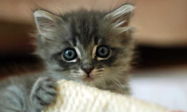 Anti-Vivisection Group Offers to Adopt All Lab Kittens from USDA