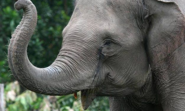 New Documentary Exposes Extreme Cruelty of the Elephant Tourism Industry