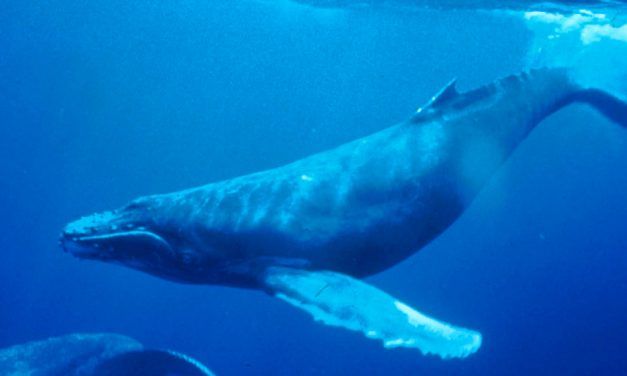 Victory! Japan’s Proposal to Bring Back Commercial Whaling REJECTED