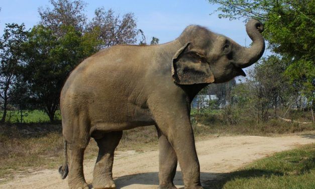 Truly Amazing Before & After Photos Of Rescued Elephants