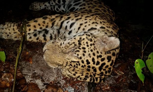 New Investigation: Jaguar Body Parts Sold Illegally for ‘Traditional Medicine’