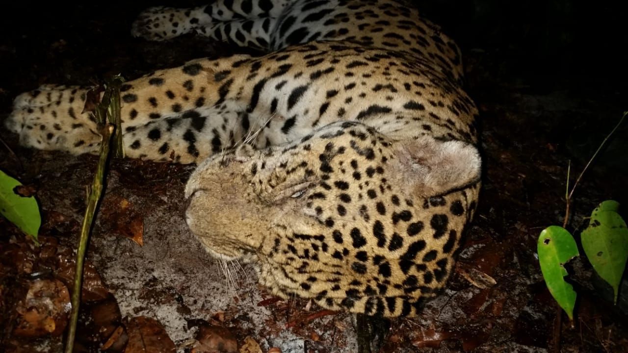 Jaguar poaching in Suriname