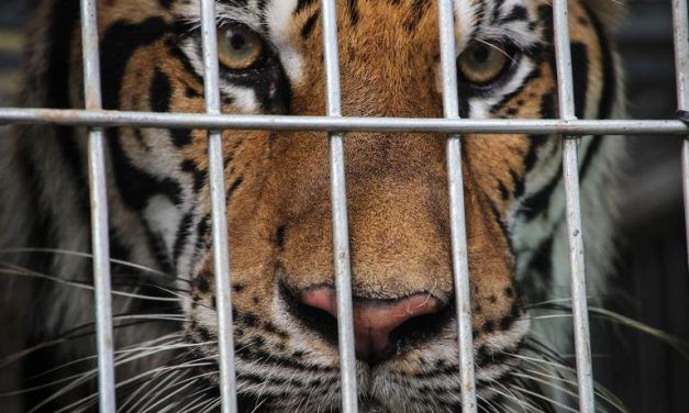 Tiger Farms Still A Huge Problem Throughout Asia