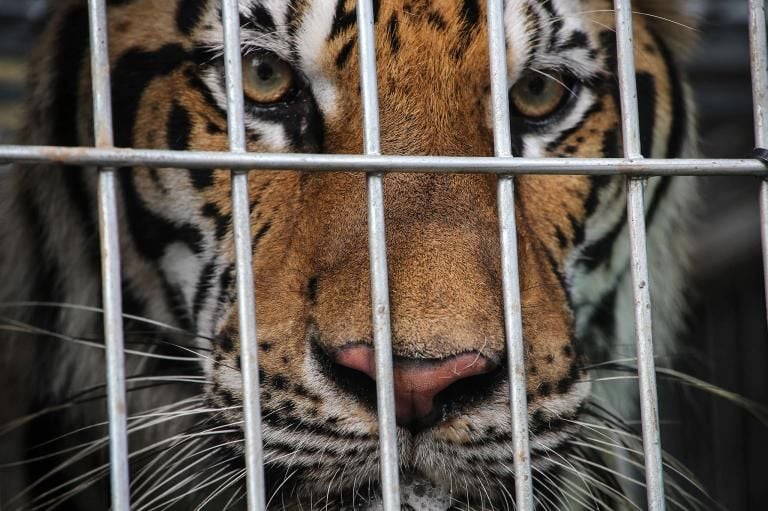 Tiger Farms Still A Huge Problem Throughout Asia