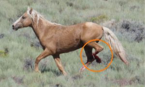 horse with severely maimed leg