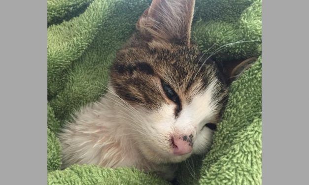 SIGN: Justice for Billy, Kitten with Testicles Savagely Cut Off with Scissors