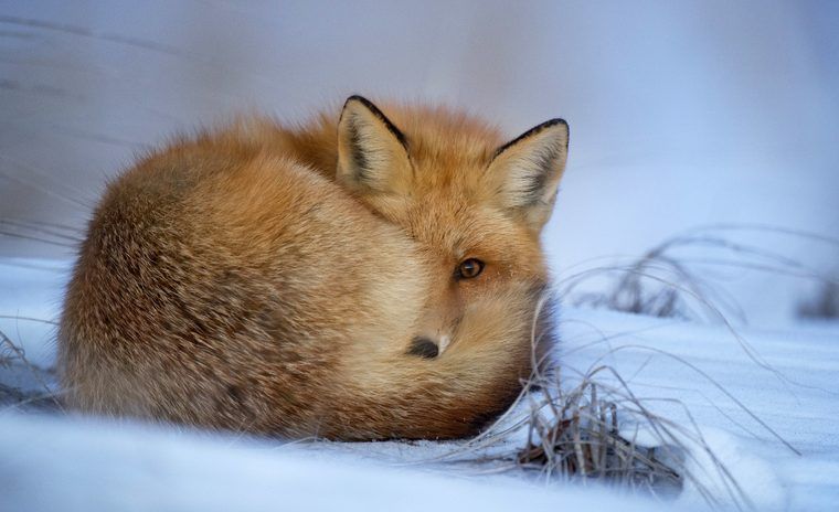cute fox in the snow