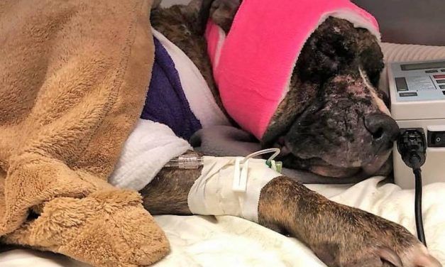 SIGN: Justice for Dog Doused in Accelerant and Set on Fire