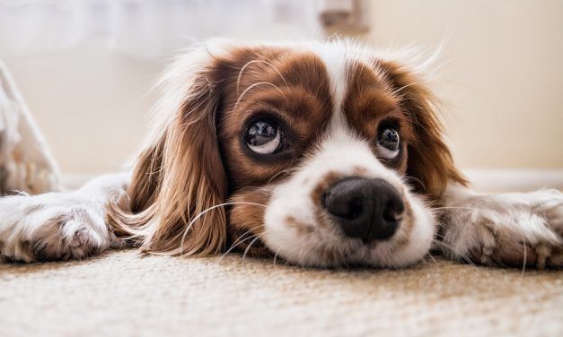 How to Keep Your Cherished Pet Safe During A Hurricane