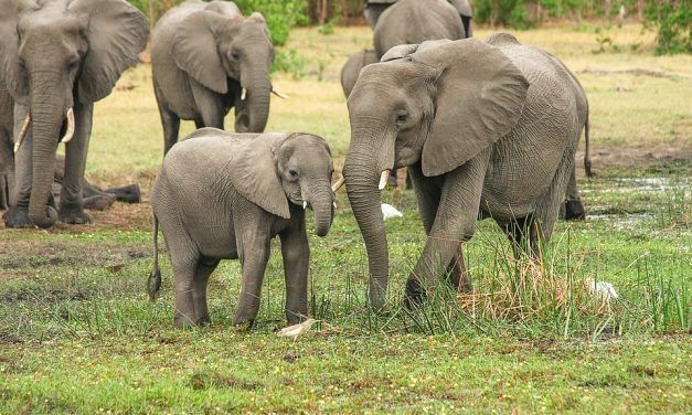 For Days, Elephants Refuse to Leave the Side of A Dead Baby