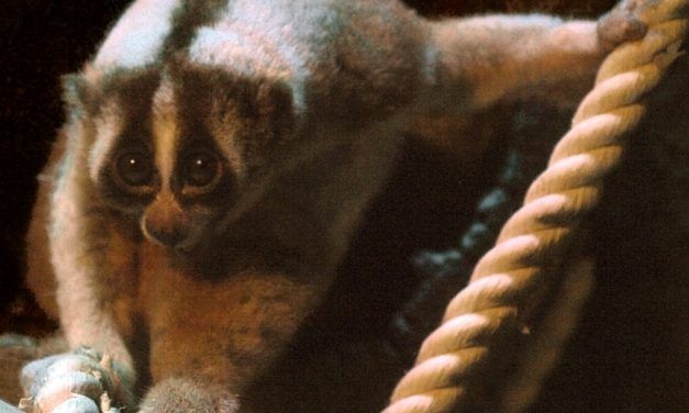 Watch 20 Rescued Slow Lorises Return Home to the Wild