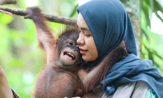 Video: Baby Orangutans Playing In Nursery School – So Sweet!