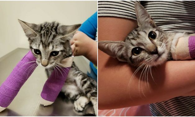 SIGN: Justice for Kitten Shot and Amputated Over ‘Allergies’