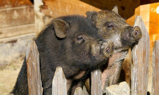 Activists Are Fighting to Stop the Mass Slaughter of Puerto Rico’s Pot-Bellied Pigs