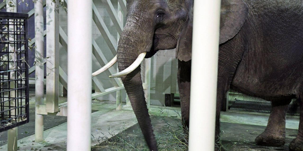 Nosey the Elephant