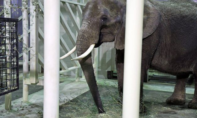 “Nosey’s Law” to Ban Wild Animals in the Circus Passes NJ Assembly!