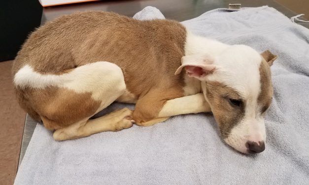 SIGN: Justice for Puppy Starved and Dumped on Roadside Like Trash