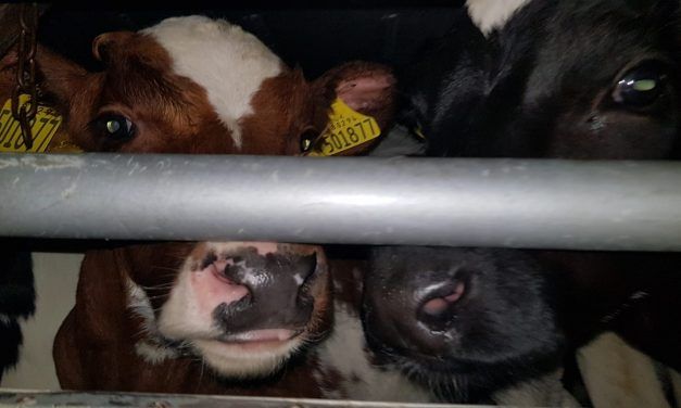 These Veal Calves Were So Desperate, They Tried to Suckle Humans’ Hands