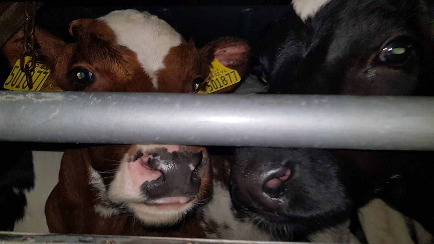 Calves headed for live export from the UK