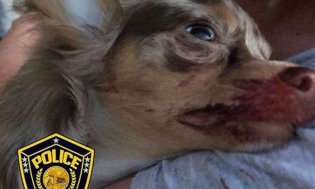SIGN: Justice for 8-Year-Old Girl’s Puppy Shot in the Face by Stranger