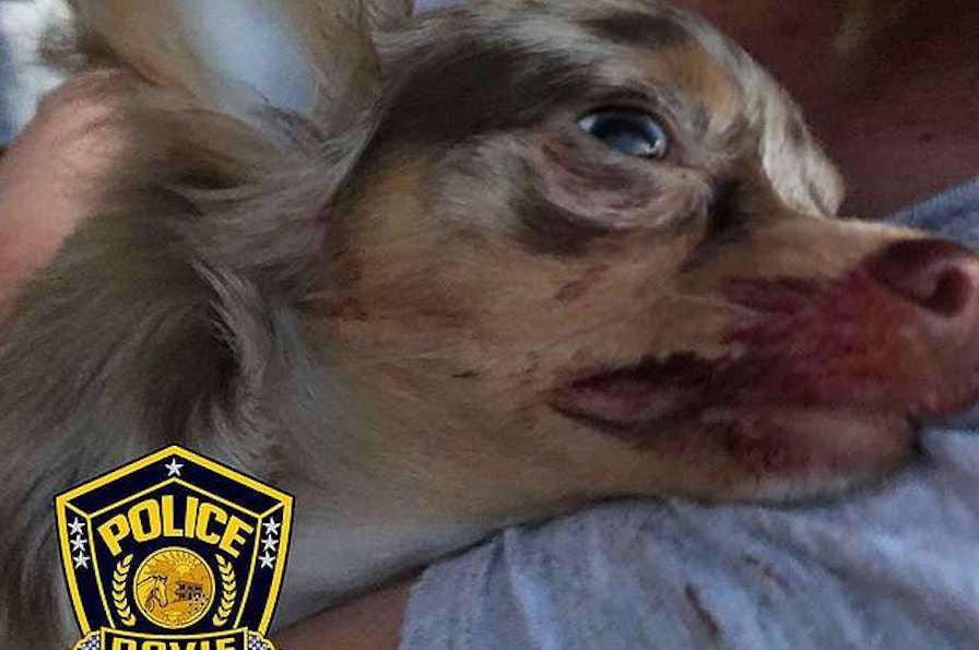 SIGN: Justice for 8-Year-Old Girl’s Puppy Shot in the Face by Stranger