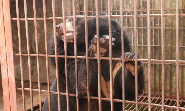 Video: Five More Bears Rescued From Horrifically Cruel Bile Industry!