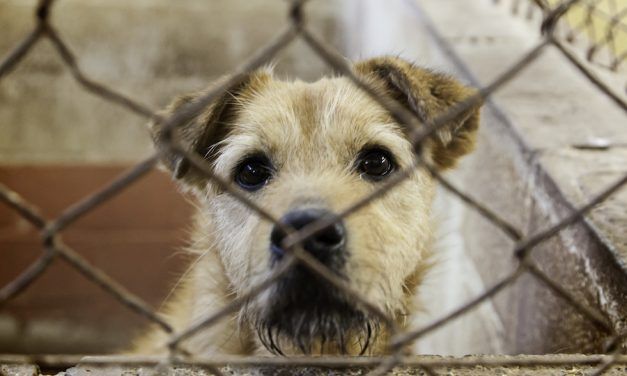 Sign: Denounce Sickening Proposal to Sell Egypt’s Stray Dogs for Meat﻿